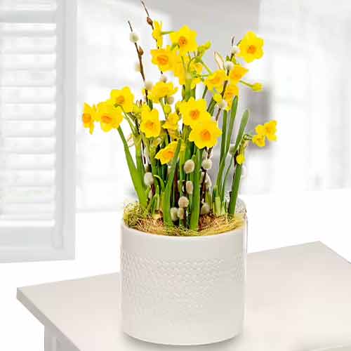 Daffodil n Sisal Arrangement