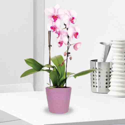 Cascade Orchid in Pot-Birthday Flower Delivery  Bremerhaven