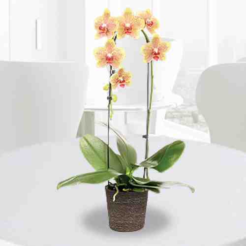 Yellow Orchids in Pot-Birthday Flower Delivery  Chemnitz