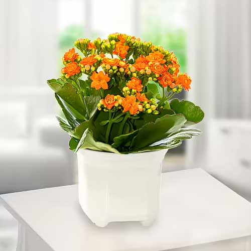 Orange Kaloncho-Live Plants Delivery Aachen