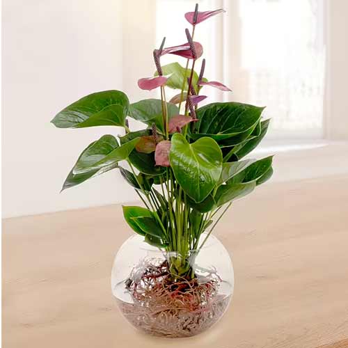 - Live Plants Delivery Augsburg