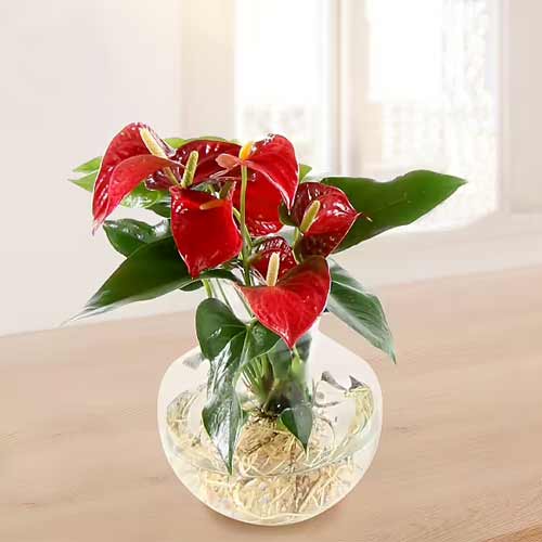 Exotic Anthurium Red-Live Plants Delivery Bergisch Gladbach