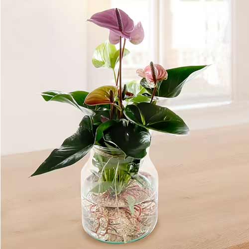 Exotic Anthurium Purple-Live Plants Delivery Berlin