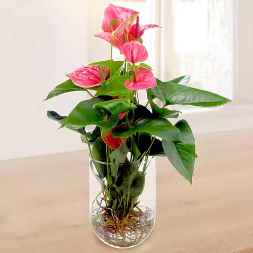 Exotic Anthurium Pink-Live Plants Delivery Bielefeld