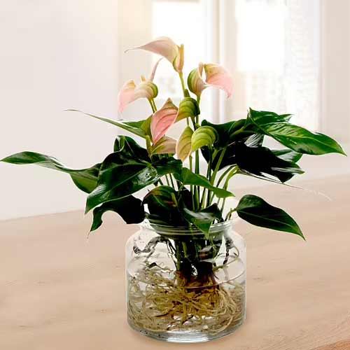 Exotic Anthurium Peach-Live Plants Delivery Bottrop