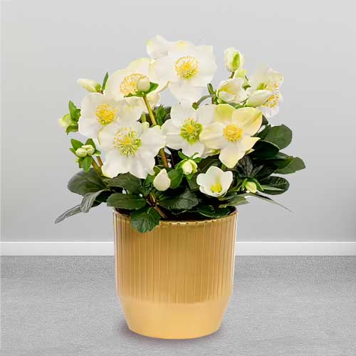 White Snow Rose-Live Plants Delivery Darmstadt