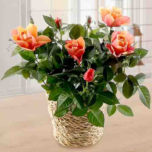 Orange Rose In A Basket-Sending House Plants As Gifts