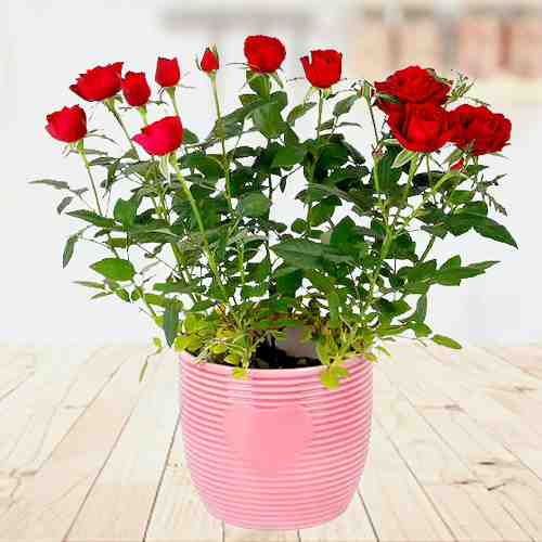 Red Rose In A Pot-Housewarming Gifts For Couples
