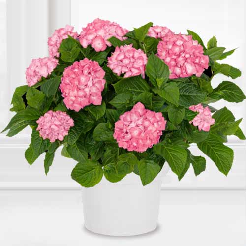 Ball Hydrangea-Hydrangea Plant Pink