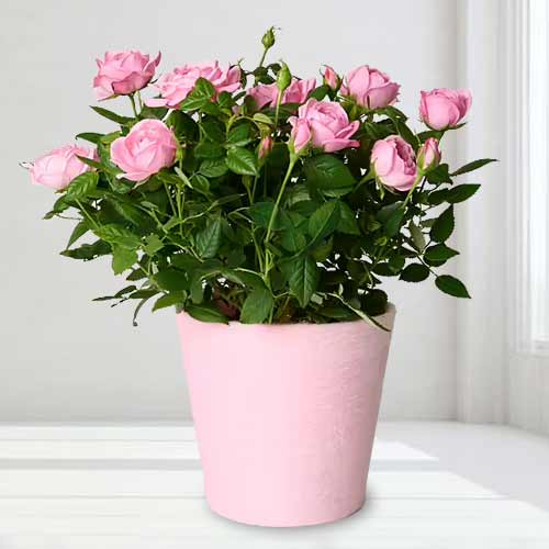 Pink Rose In Pink Pot-Mother's Day Flowers Plants