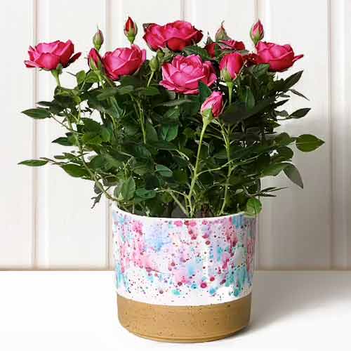 Rose In Cyramic Pot-Rose For Mom