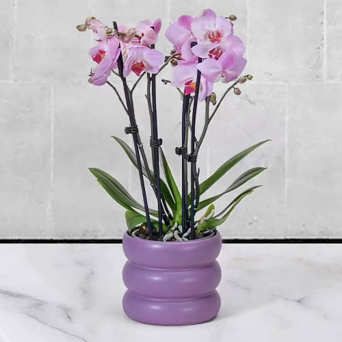 Pink Orchid In Bubbly Pot-Flowering Plants For Mother's Day