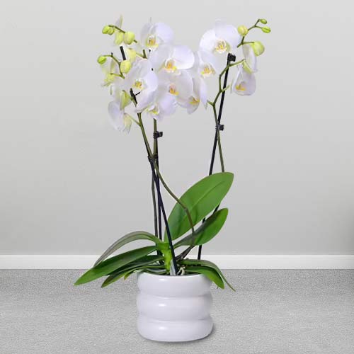 White Orchid In Bubbly Pot-Mothers Day Plants