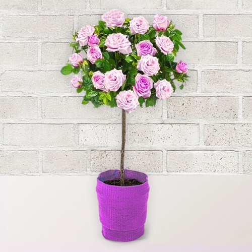- Pink Rose Plant Gift For Her