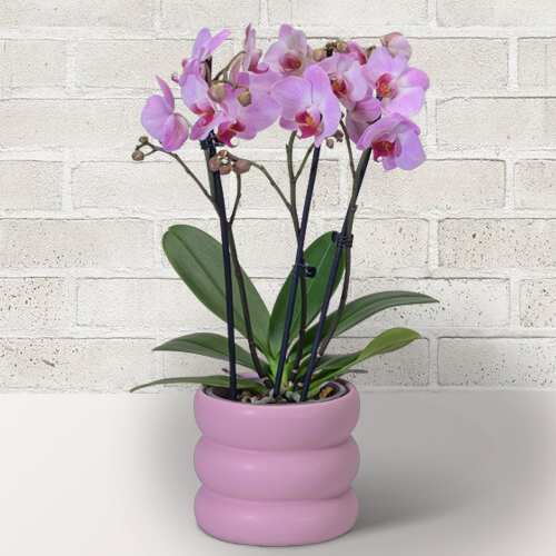 - Potted Pink Orchid For Mother's Day