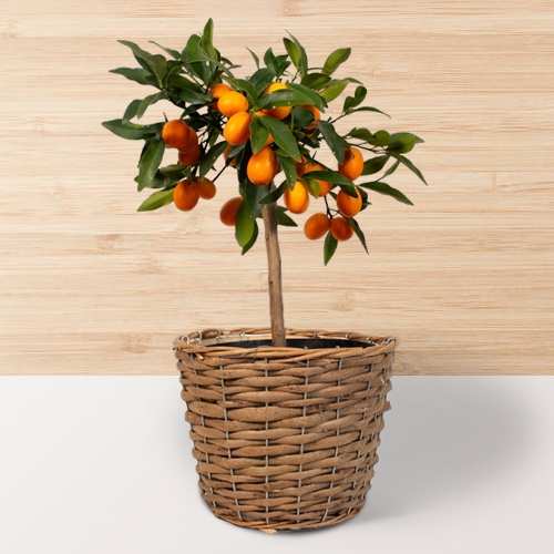- Send Plant For Housewarming Gift
