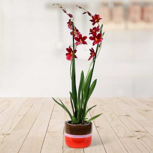 - Anniversary Orchid Plant Delivery