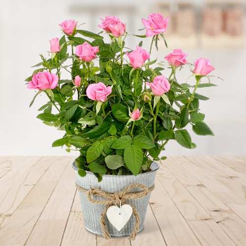 - Send Pink Rose Plant For Birthday