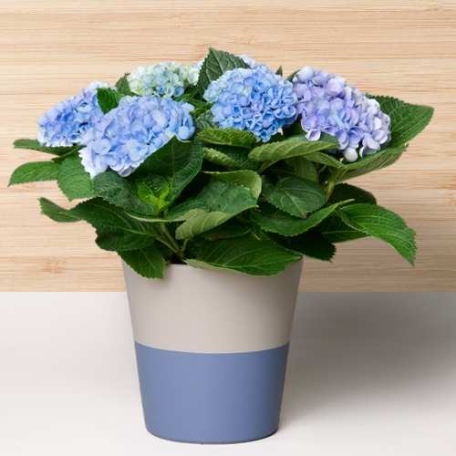 - Send Birthday Plants