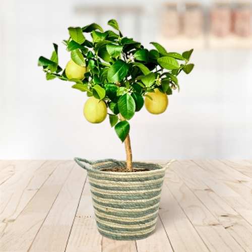 - Live Plants For Gifts