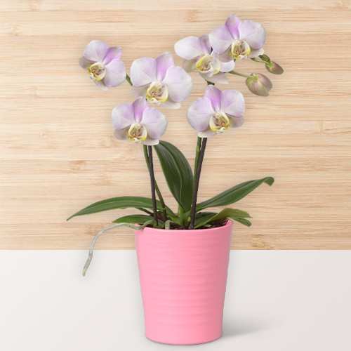 - Potted Orchid For Grandma's Birthday