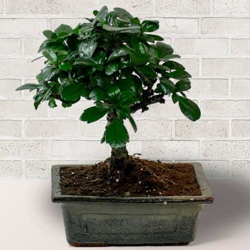 - Online Bonsai Plant Delivery