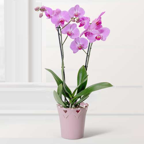 - Pink Orchid Plant For Birthday