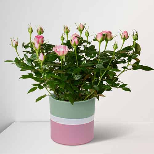 - Plants To Send For Birthday