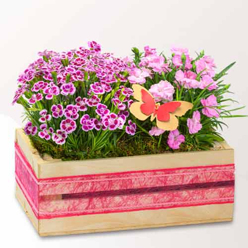 - Pink Flowering Plants For Mom