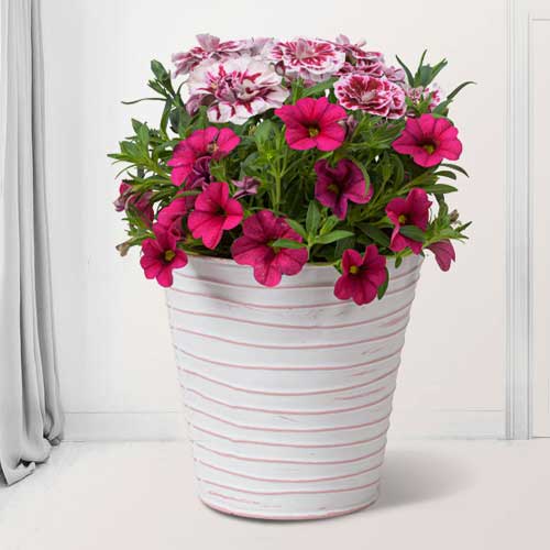 - Send Spring Plants In Zinc Pot.