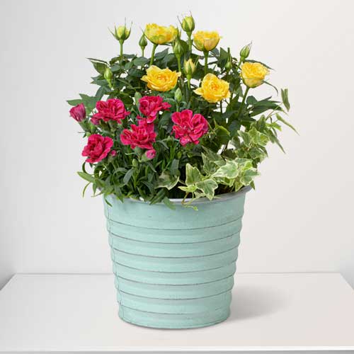 - Spring Potted Plants For Gifts