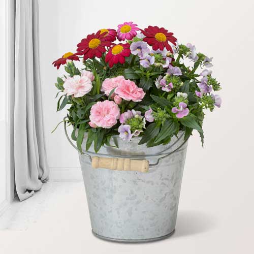 - Spring Plant Gifts For Her