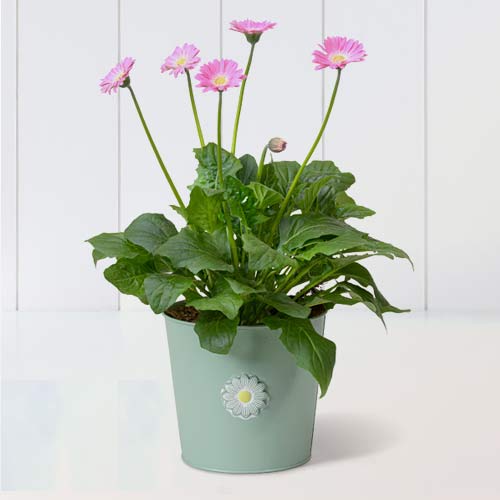 - Potted Pink Germini Plant For Anniversary