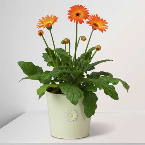 - Birthday Plants Gift For Daughter