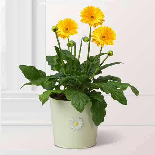 - Get Well Plants For Delivery