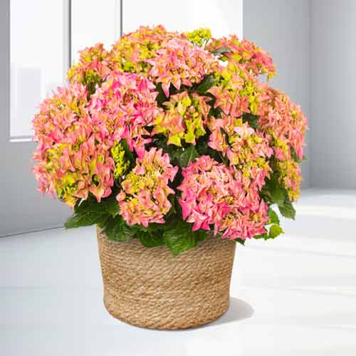 - Flowering Potted Plant Gift Online