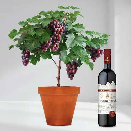 - Father's Day Plant Wine Gift