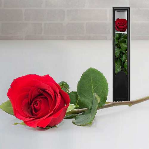 - Long-Lasting Single Red Rose Delivery