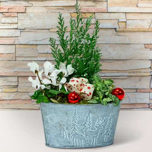 Gift Wrapped Fruits Basket Wine And Fruit Basket To Düsseldorf