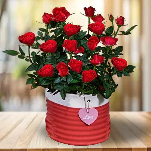 Potted Red Rose Beauty