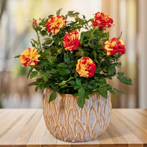Elegant Multi Color Rose Plant
