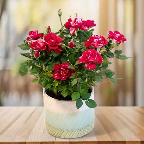 Elegant Red-pink Potted Rose