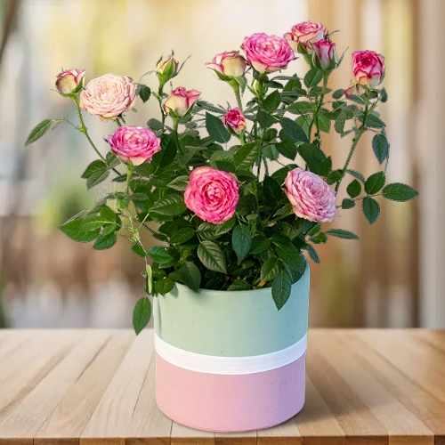 Rose Bloom In Ceramic Pot