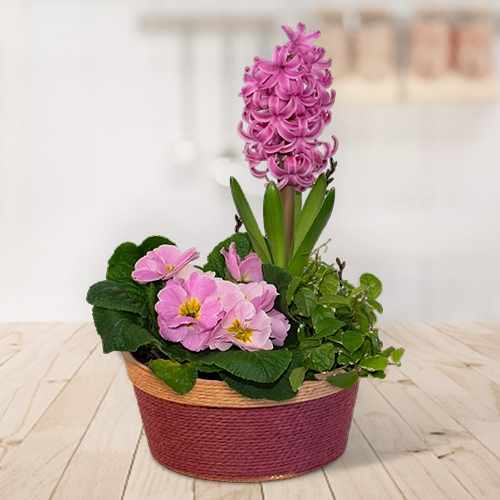 Pink Beauty In Pink Basket