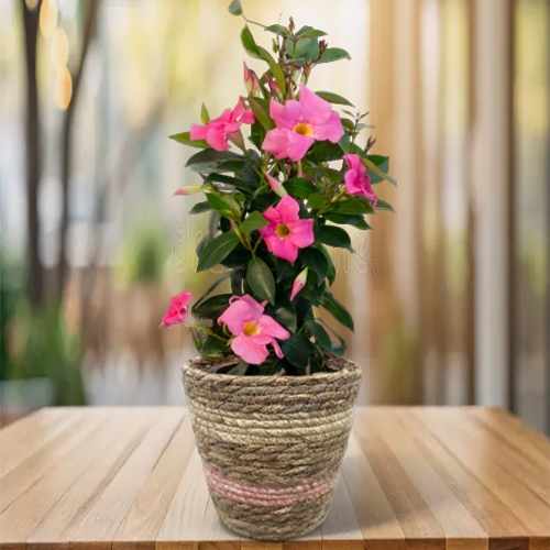 Summer Dipladenia Pyramid Plant In Basket For Germany