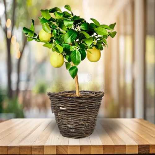 Elegant Lemon Tree In Decorative Planter For Germany Delivery
