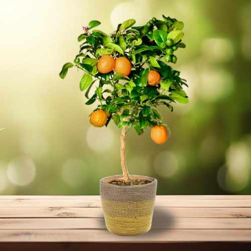 Beautiful Orange Tree In Decorative Planter For Germany Delivery