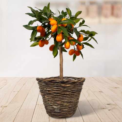 Kumquat Tree