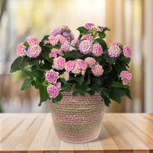 Pink Lantana