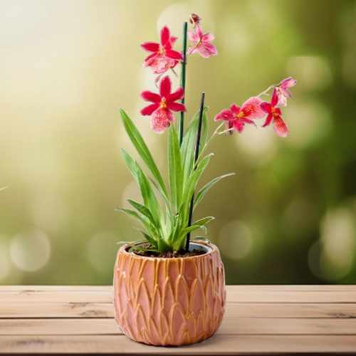 Exotic Cambria Nelly Isler Orchid In Ceramic Pot For Germany Delivery